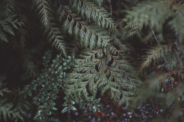 close up of evergreen branches