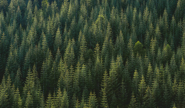 evergreen forest from the air