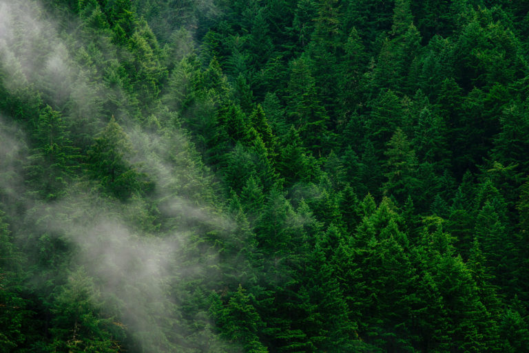 mist drifts over evergreens