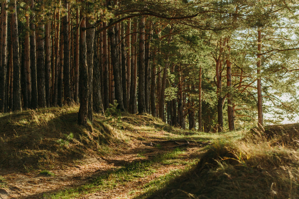 dirt road at edge of forest