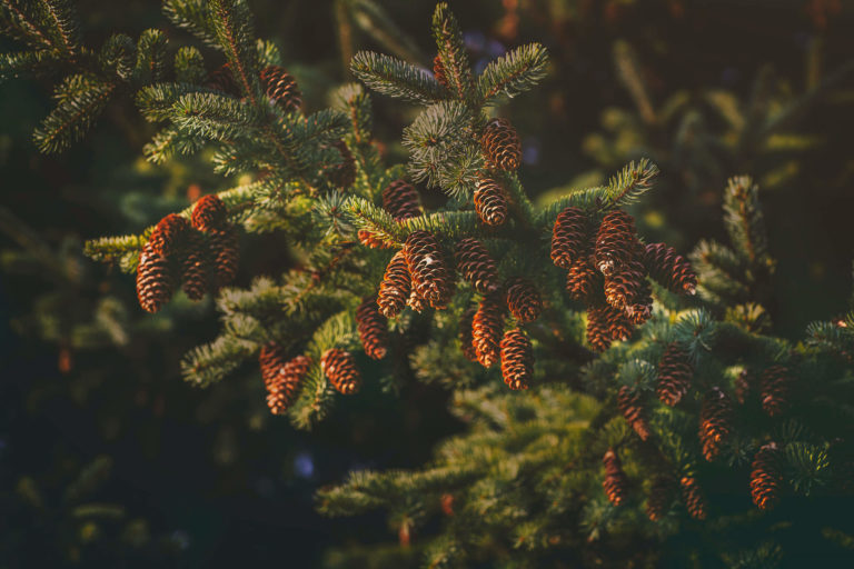 pine cones on branches