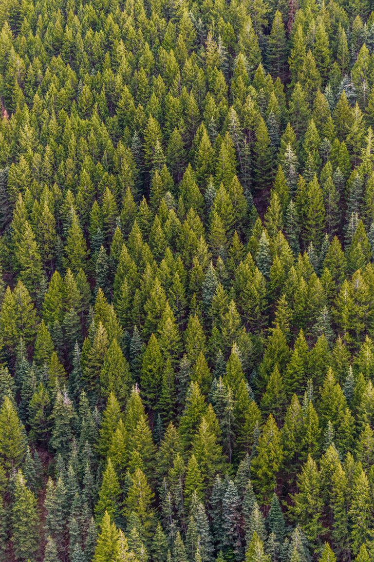 view of thick evergreen forest from above