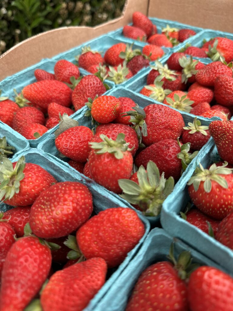 photo of strawberries